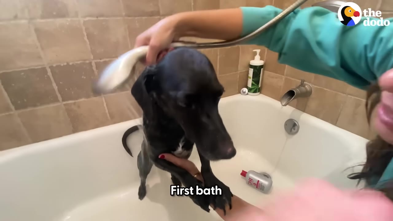 A black dog stands in a white bathtub while a person washes it with a handheld shower head.