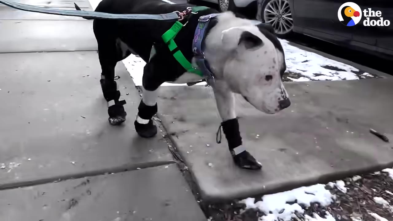 A black and white dog wearing a green harness and black booties walks on a concrete sidewalk next to patches of snow.