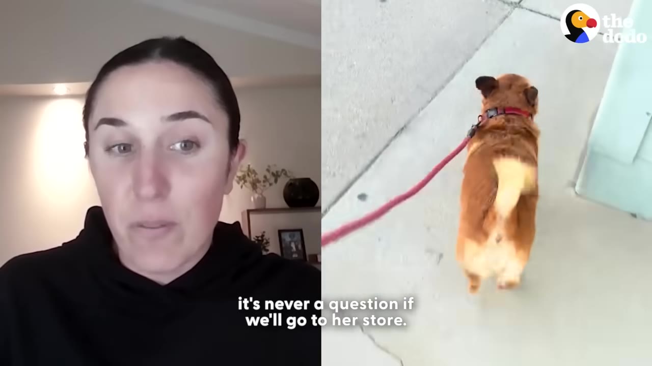 A split-screen image showing a woman speaking on the left, and a corgi dog on a red leash walking on a sidewalk on the right, with the caption 'it's never a question if we'll go to her store.'