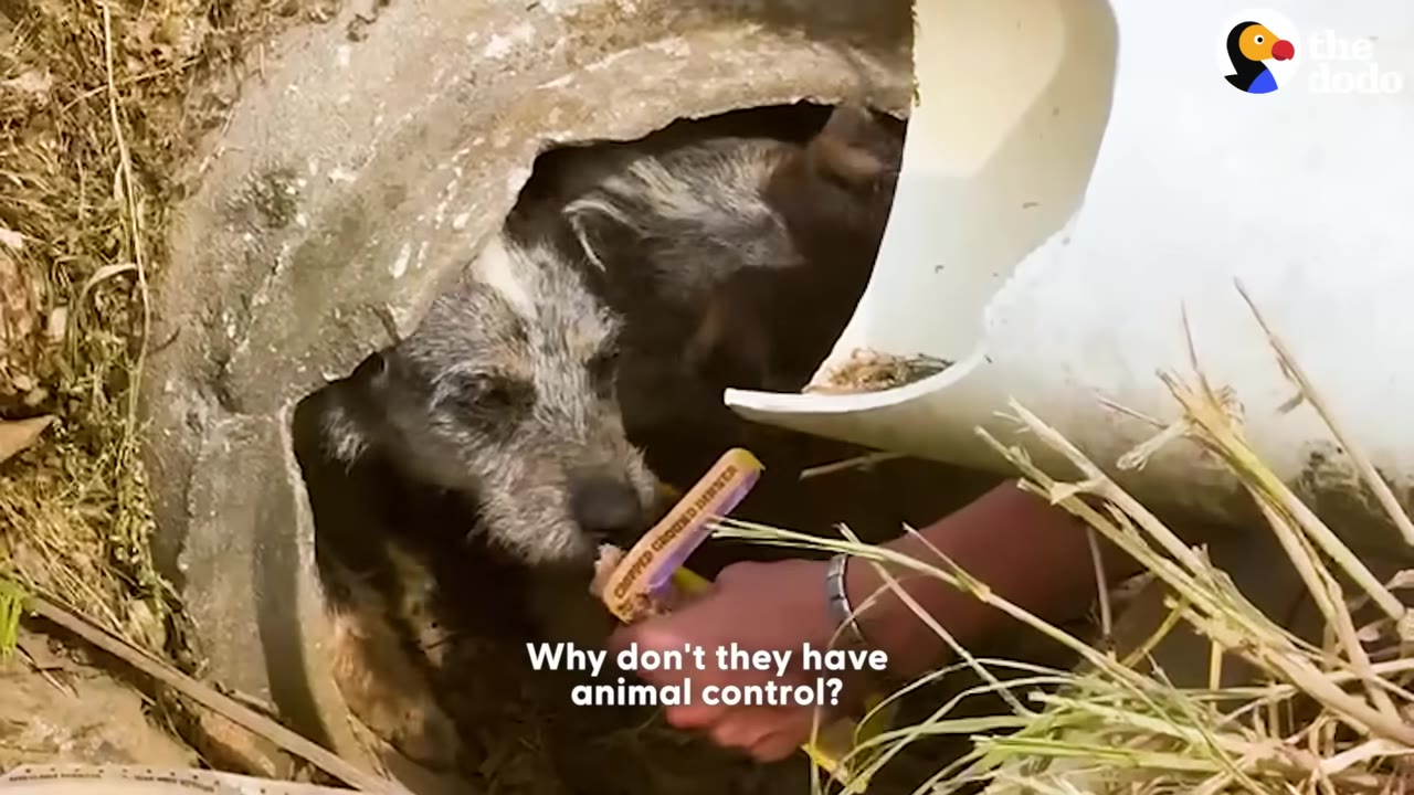 A scruffy dog peers out from inside a concrete pipe as a person's hand feeds it a treat, with text overlay asking 'Why don't they have animal control?'