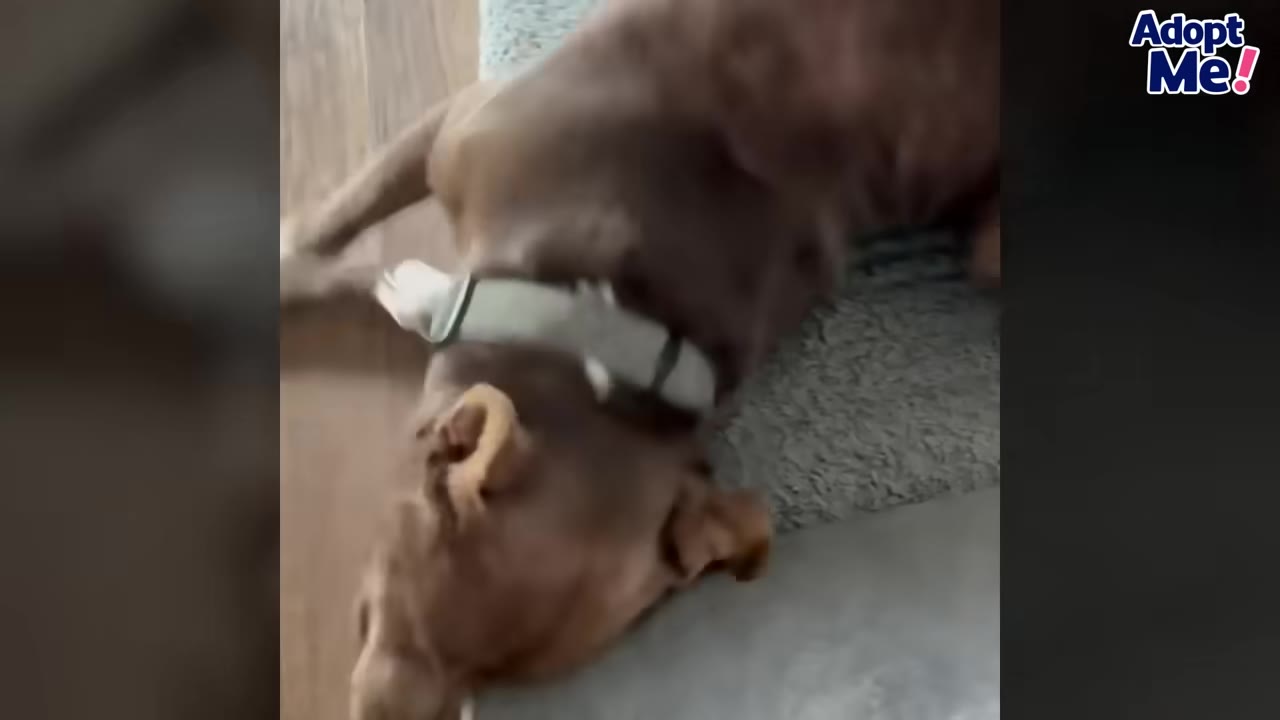 A brown dog lying comfortably on its back on a soft rug inside a home.