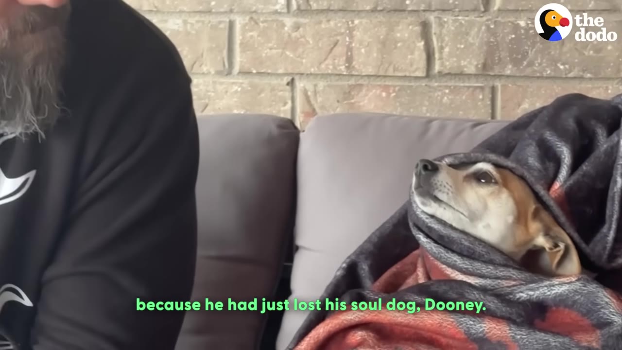 A small brown and white dog wrapped snugly in a blanket looks up with wide eyes next to a man with a beard.