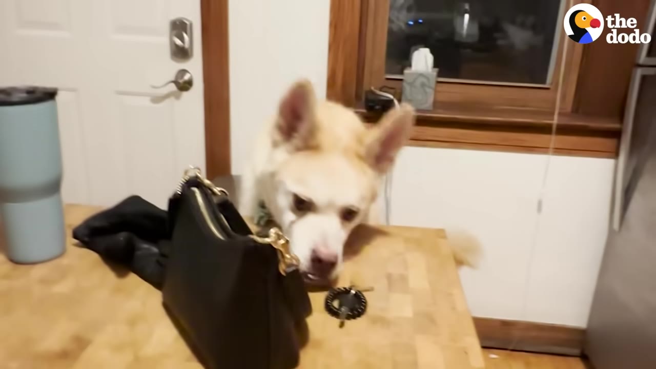 A light-colored dog peeks over a wooden table inside a home, looking at a black purse and keys.