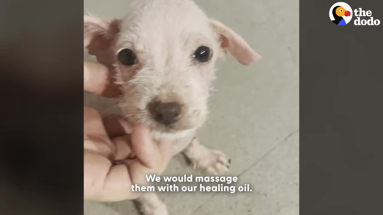A close-up of a small, white puppy being gently massaged under the chin by a person's hand, with text on screen reading 'We would massage them with our healing oil.'