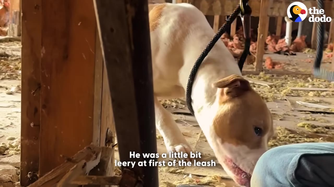 A tan and white dog with a black slip lead around its neck leans in to sniff a person's leg in a dusty, unfinished room.