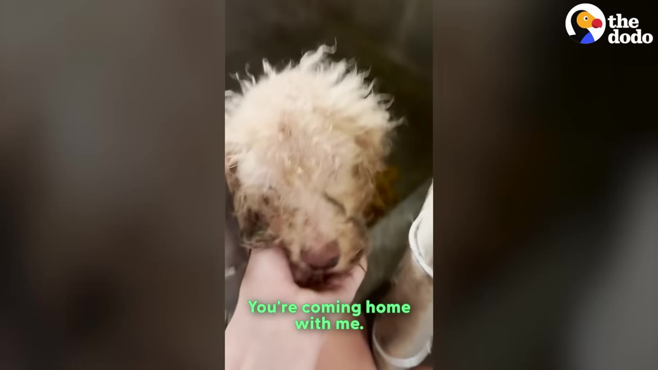 A close-up of a person's hand gently cradling the chin of a small, scruffy, light-colored dog with the text 'You're coming home with me' overlaid.