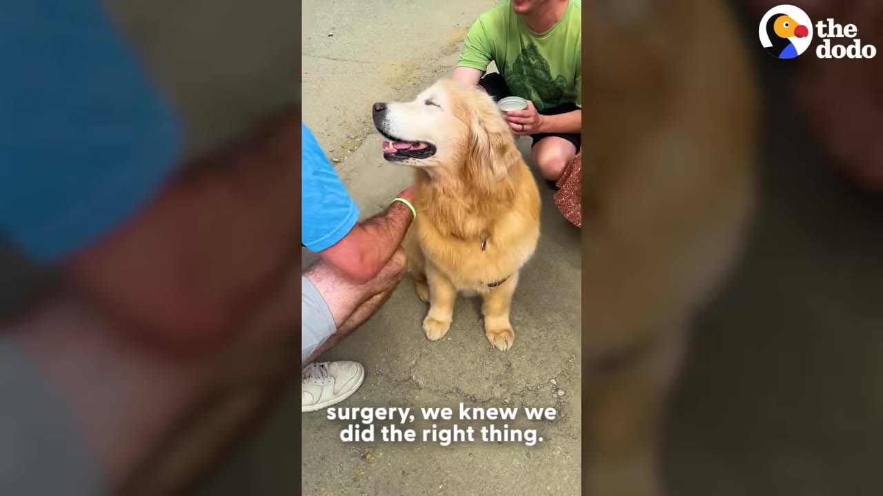 A happy golden retriever sits on the ground, smiling with its mouth open, as a person in a blue shirt pets its side.