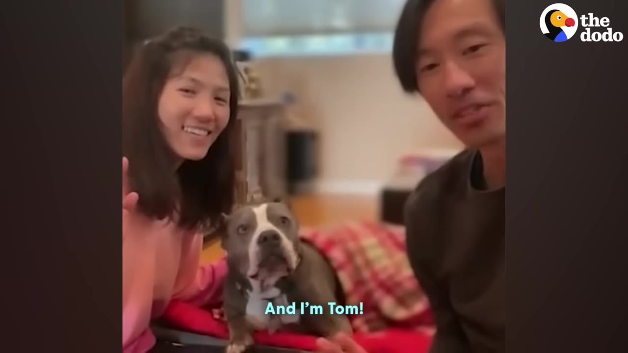 A smiling woman and man sit next to a grey and white pit bull dog who is sitting on a red blanket.