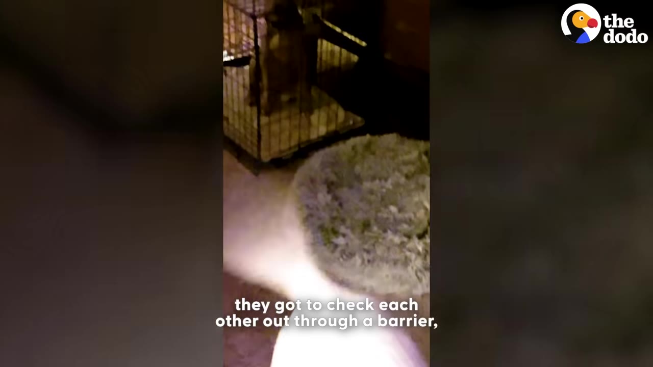 A dog stands inside a wire crate, looking out towards a fluffy pet bed on the floor.