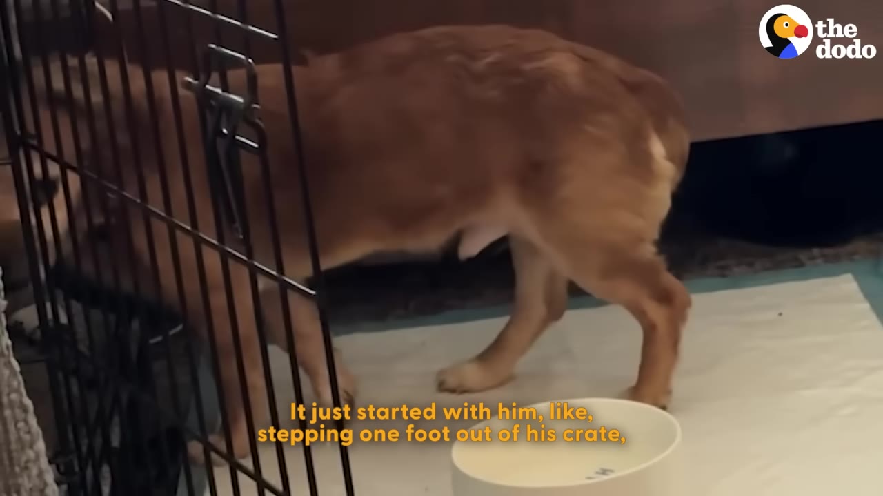 A brown dog stepping out of a wire crate onto a white pad next to a water bowl.