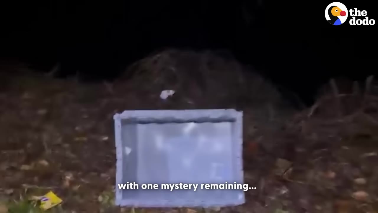 A plastic crate sits in a dark, desolate outdoor area at night with brush in the background.