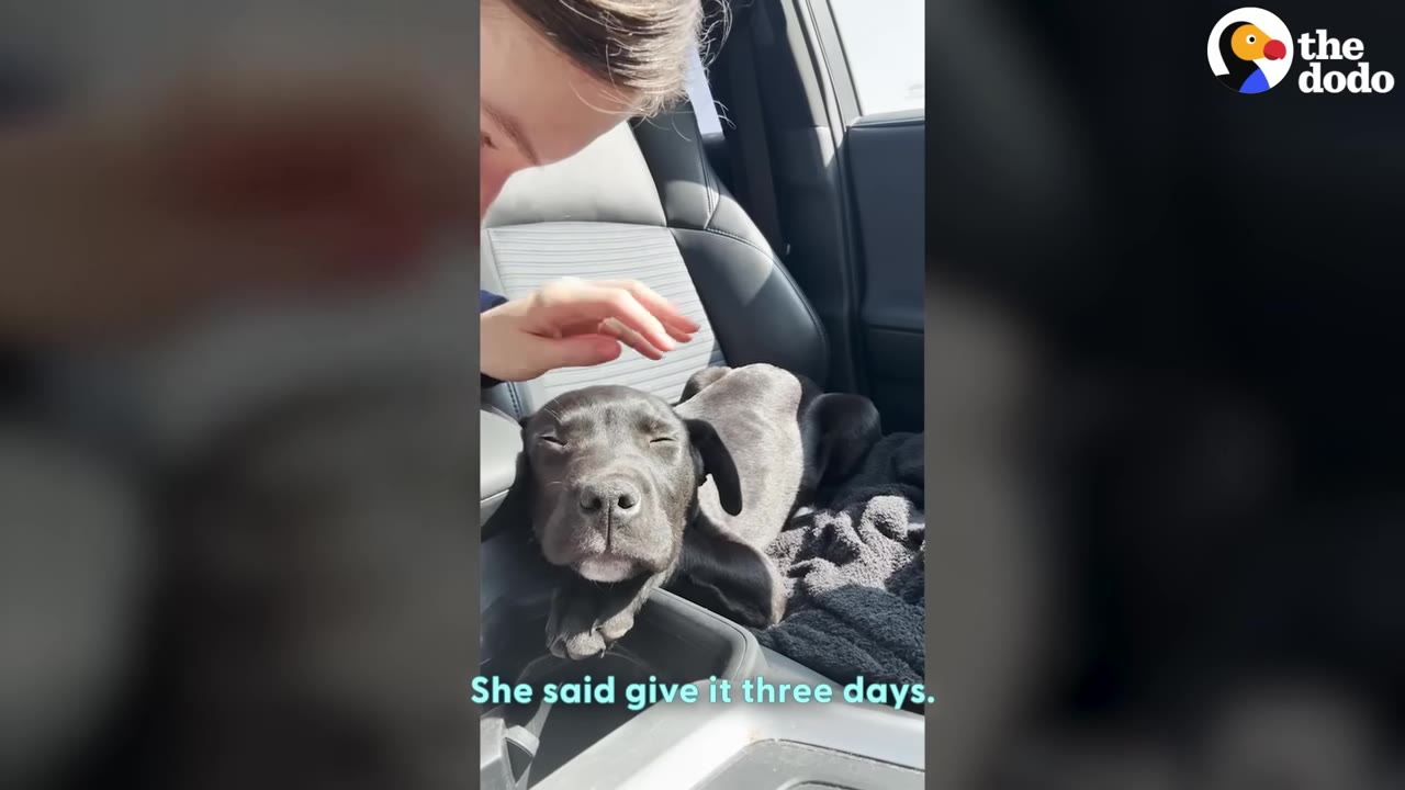 A black puppy rests on the center console of a car while a woman gently pets his head.