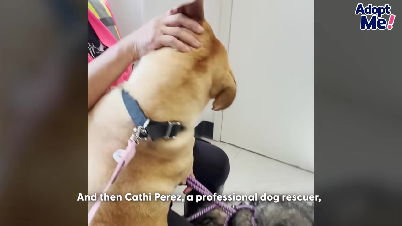 A tan dog wearing a black collar and a pink leash is gently petted on the head by a person.