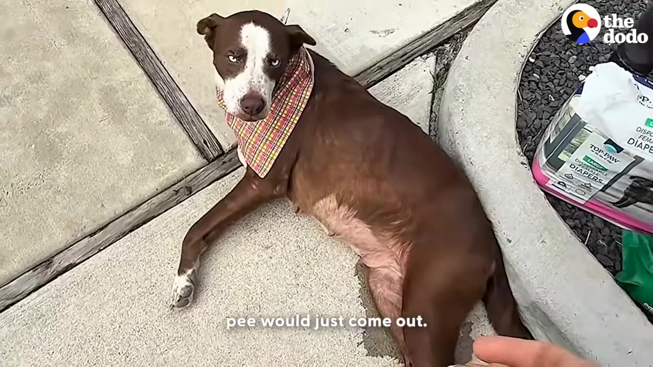 A brown and white dog wearing a plaid bandana lies on a concrete patio next to a package of female dog diapers, with a wet spot visible on the concrete beneath her.