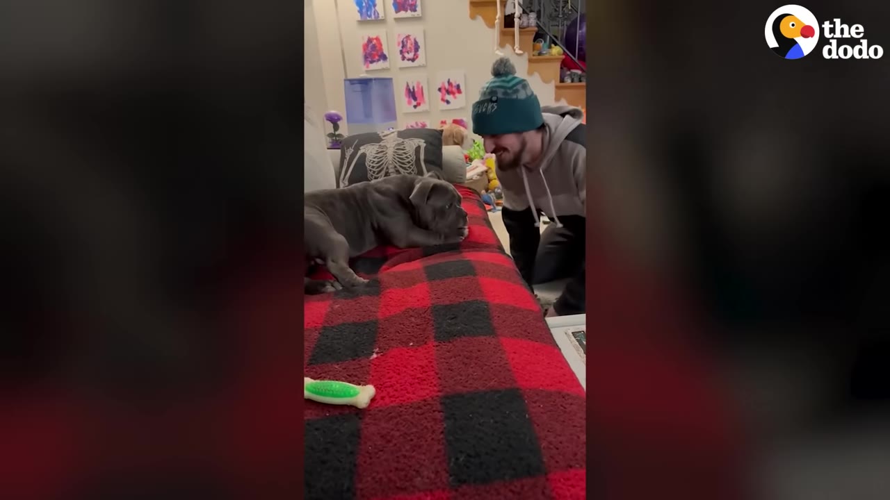 A man wearing a beanie smiles warmly at a grey bulldog resting on a red and black plaid couch.