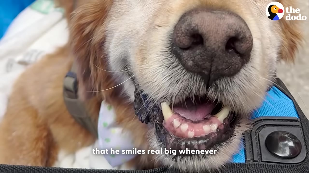 A close-up shot of an older golden retriever dog smiling with its mouth open, showing its teeth and pink tongue.