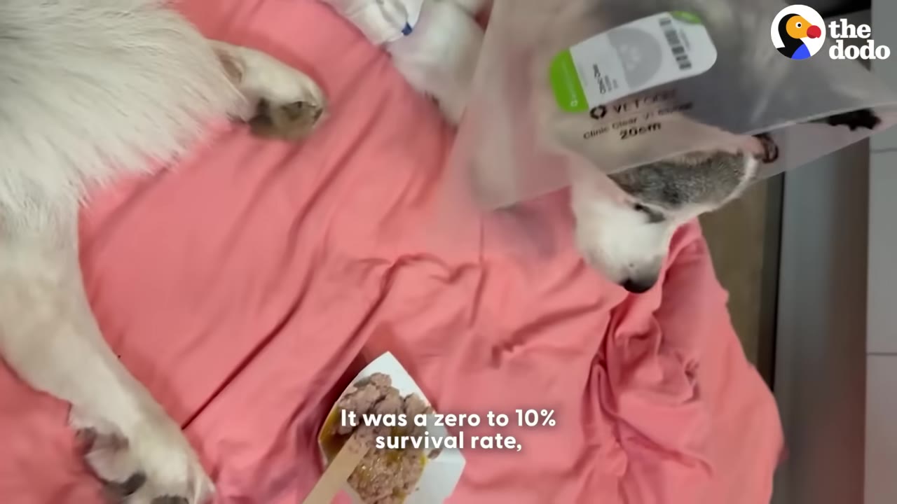 A husky wearing a plastic medical cone lies on a pink blanket next to a small dish of food, with text overlay reading 'It was a zero to 10% survival rate,'.