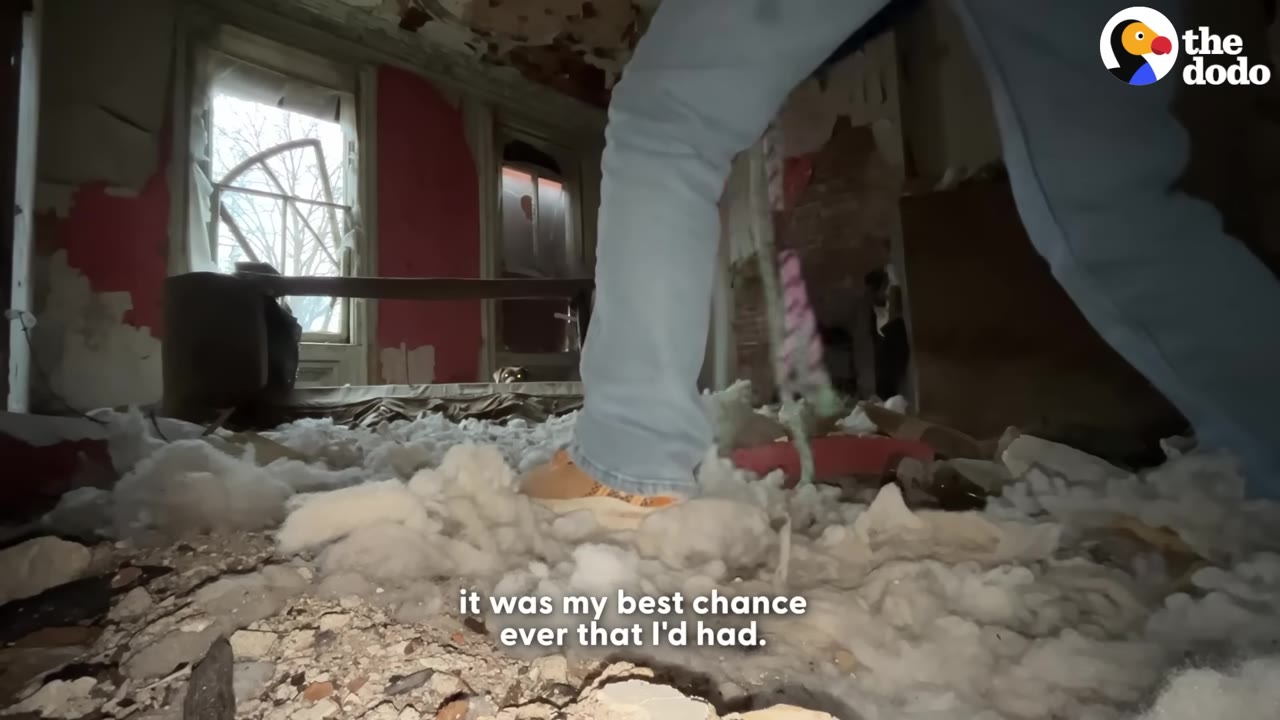 A low-angle shot of a person's legs in blue jeans and sneakers standing on white stuffing and debris inside a dilapidated room with peeling paint.