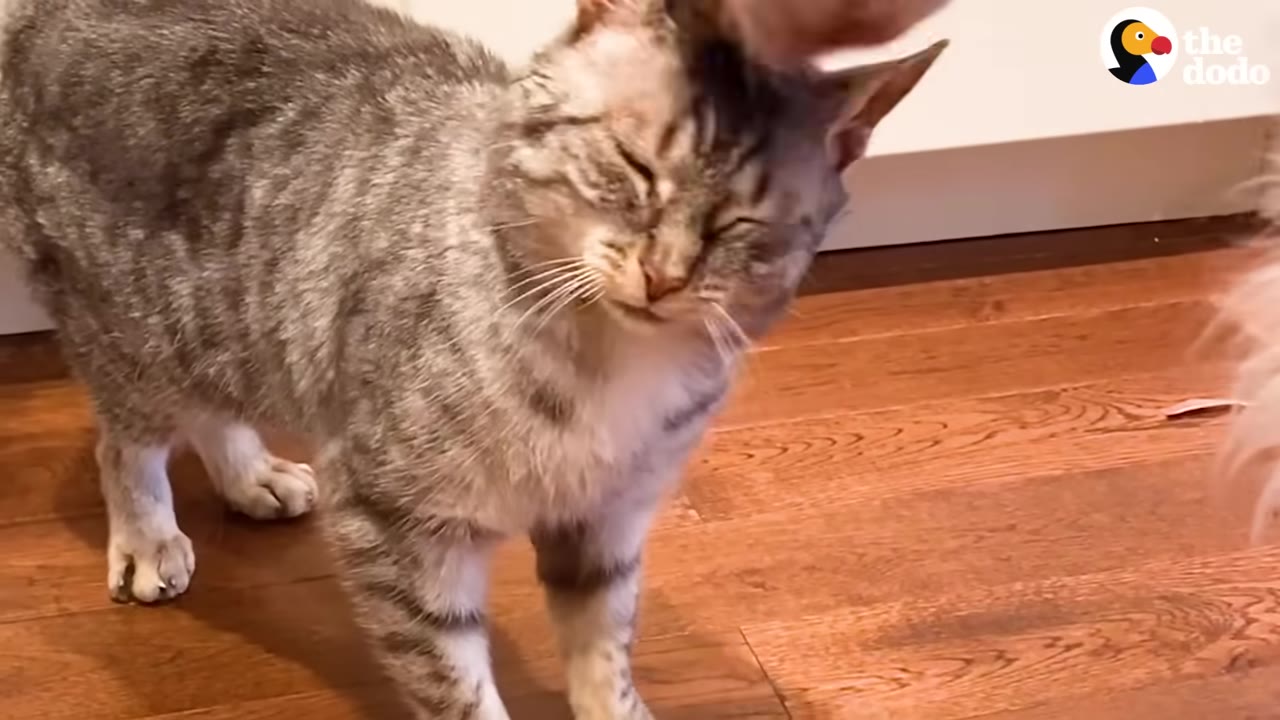 A close-up of a tabby cat with its eyes closed as it is being licked on the head by another animal.