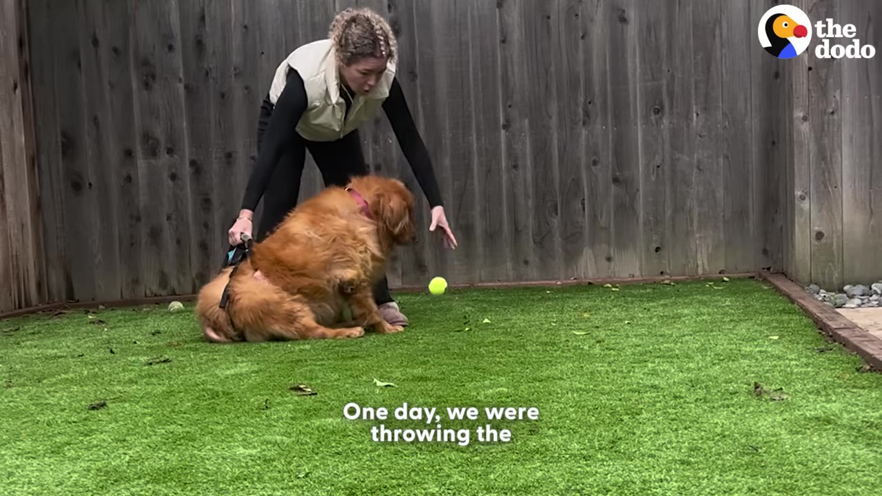 A woman in a backyard throws a bright green tennis ball towards a golden retriever sitting on artificial grass.