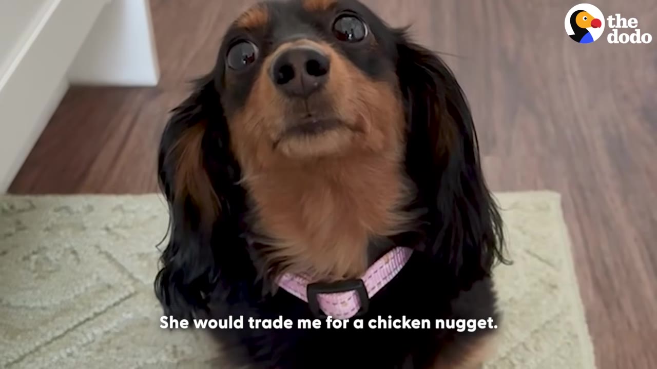 A close-up shot of a black and tan dachshund looking up with wide eyes, with text on screen reading 'She would trade me for a chicken nugget.'