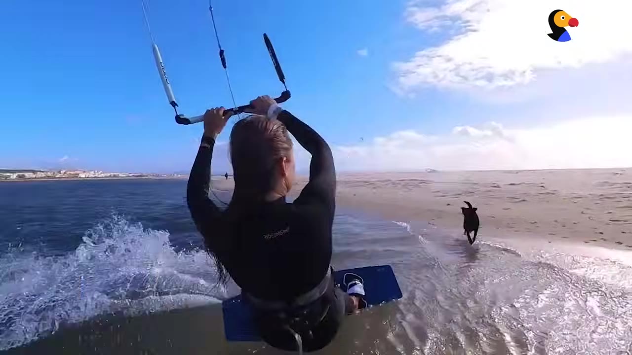 A person in a black wetsuit kitesurfing near the shore while a black dog runs alongside them on the sandy beach.