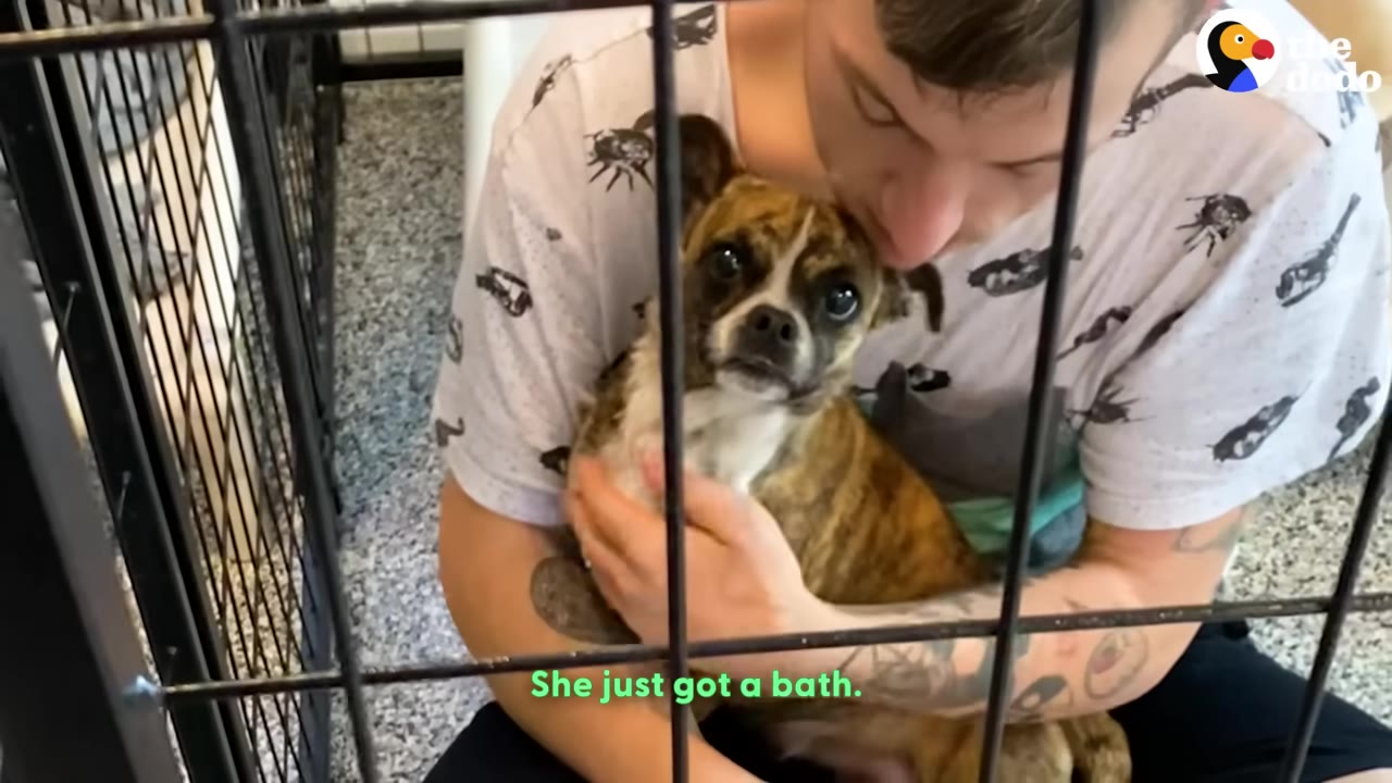 A small brindle dog with wide eyes is held lovingly by a man in a patterned t-shirt, seen through the bars of a gate.
