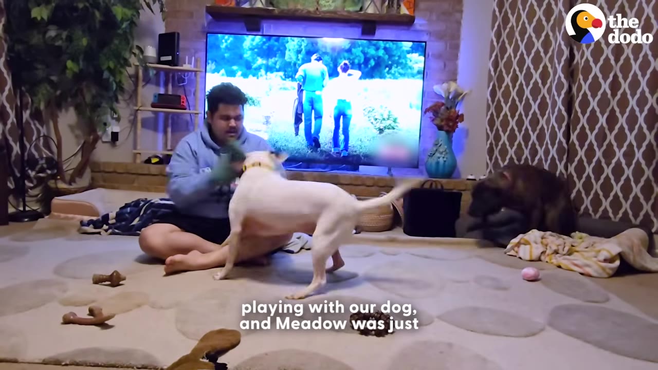 A man sits cross-legged on a living room floor playing with a white dog, while a dark-furred dog sits in the background on a dog bed watching them.