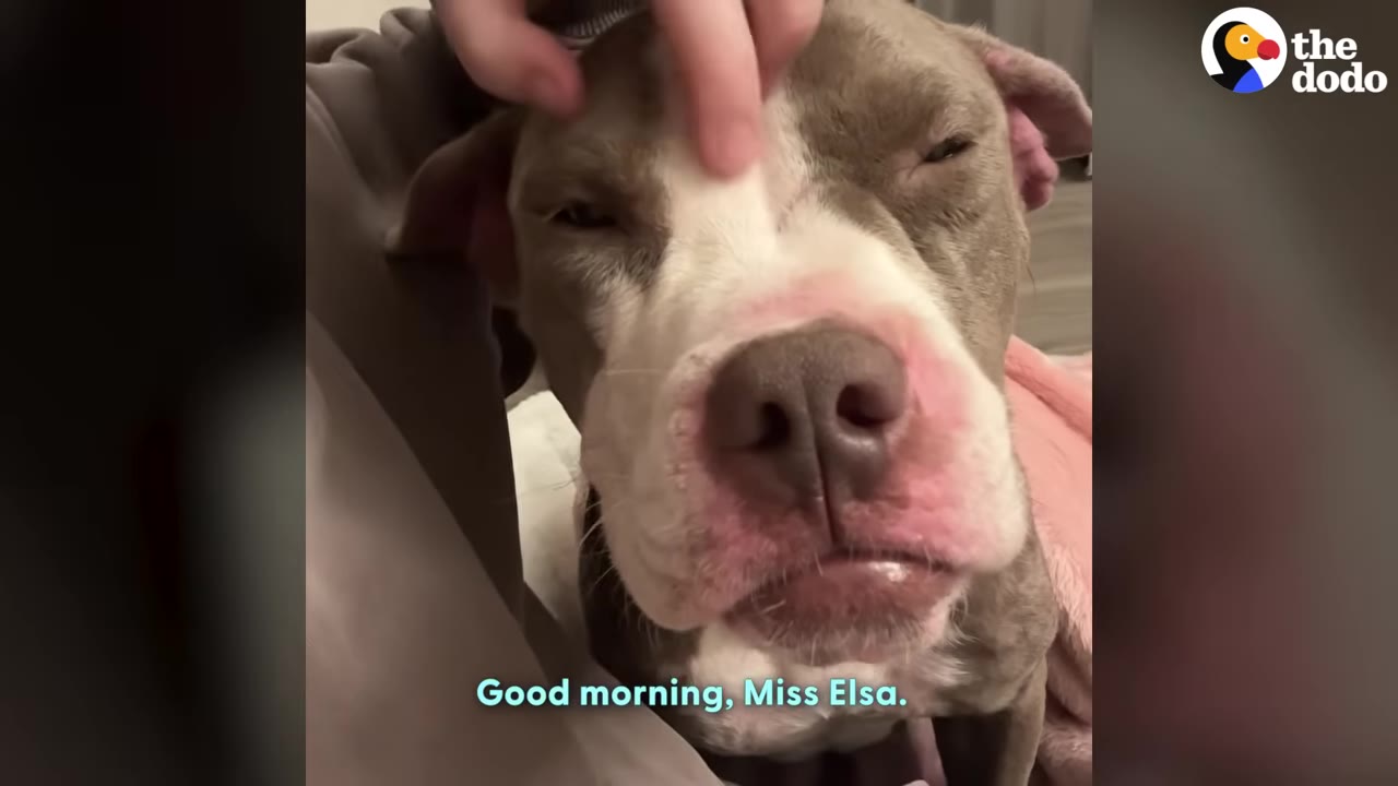 A close-up of a grey and white pit bull dog being gently petted on the head by a person's hand, with the text 'Good morning, Miss Elsa.' on the screen.