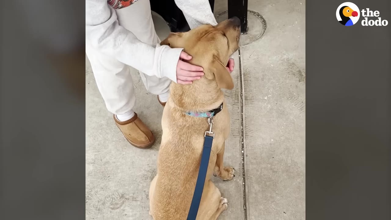 A person in white sweatpants and brown slippers gently pets a tan dog on a blue leash.