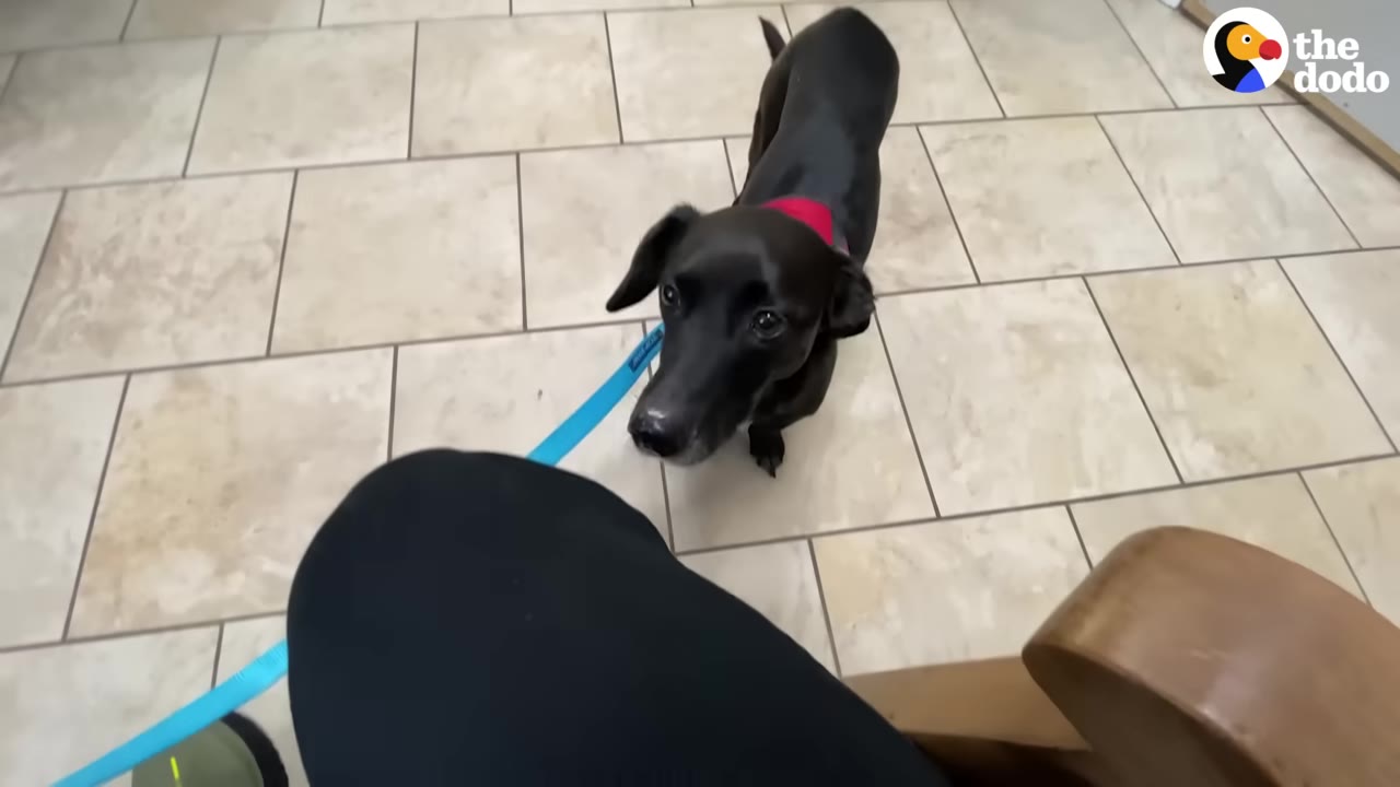 A black dog wearing a red harness and blue leash looks up while standing on a tiled floor.