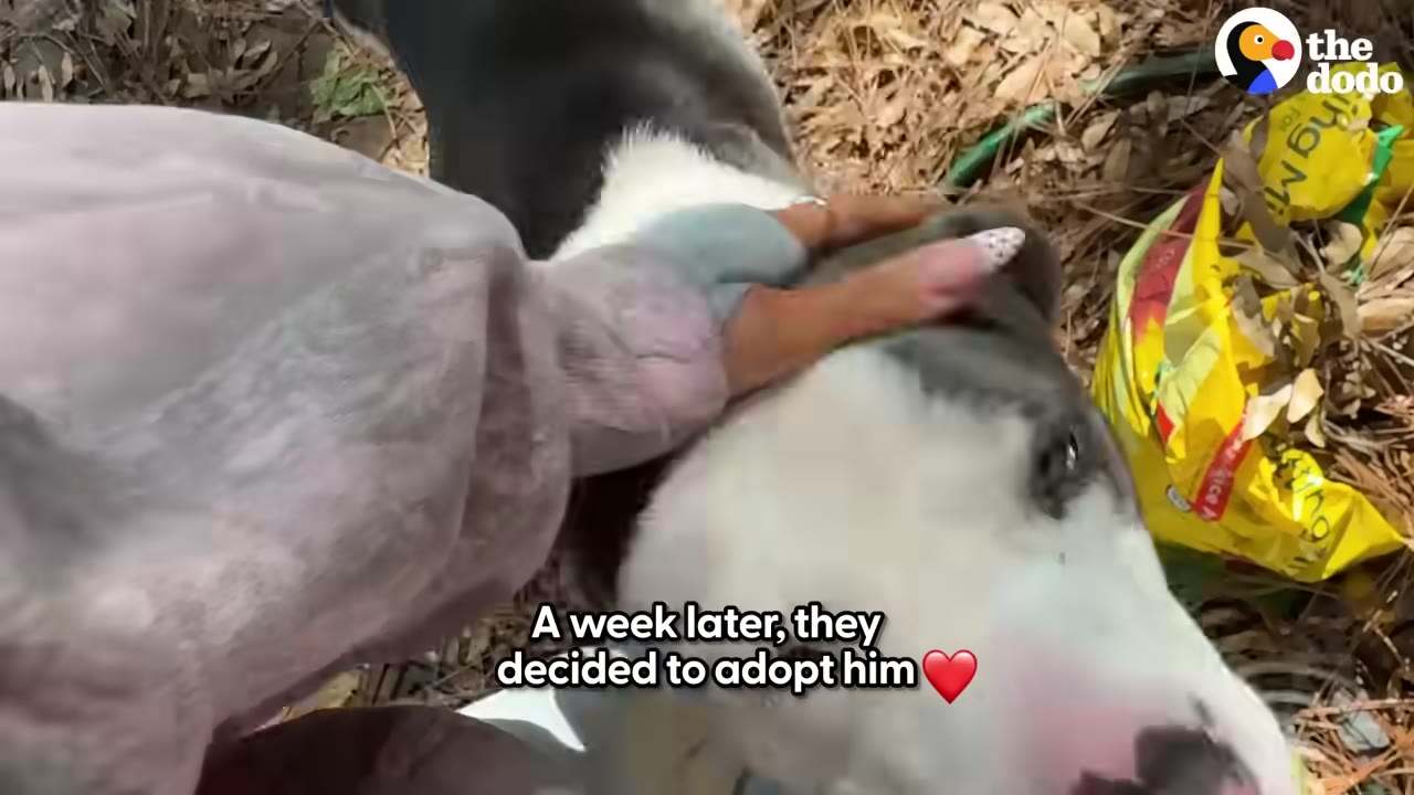 A close-up shot of a person's hand gently petting a black and white dog's head, with on-screen text reading 'A week later, they decided to adopt him' followed by a red heart emoji.