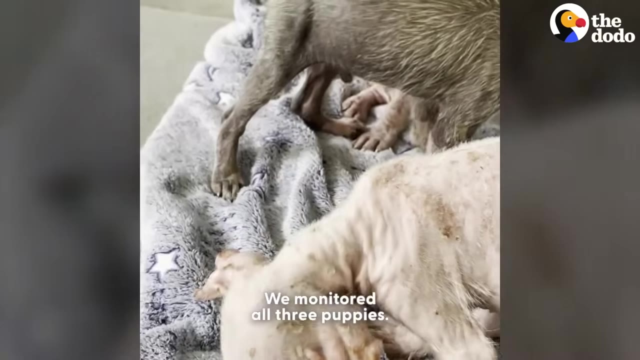 Three small, thin puppies with sparse fur are huddled together on a soft grey blanket.