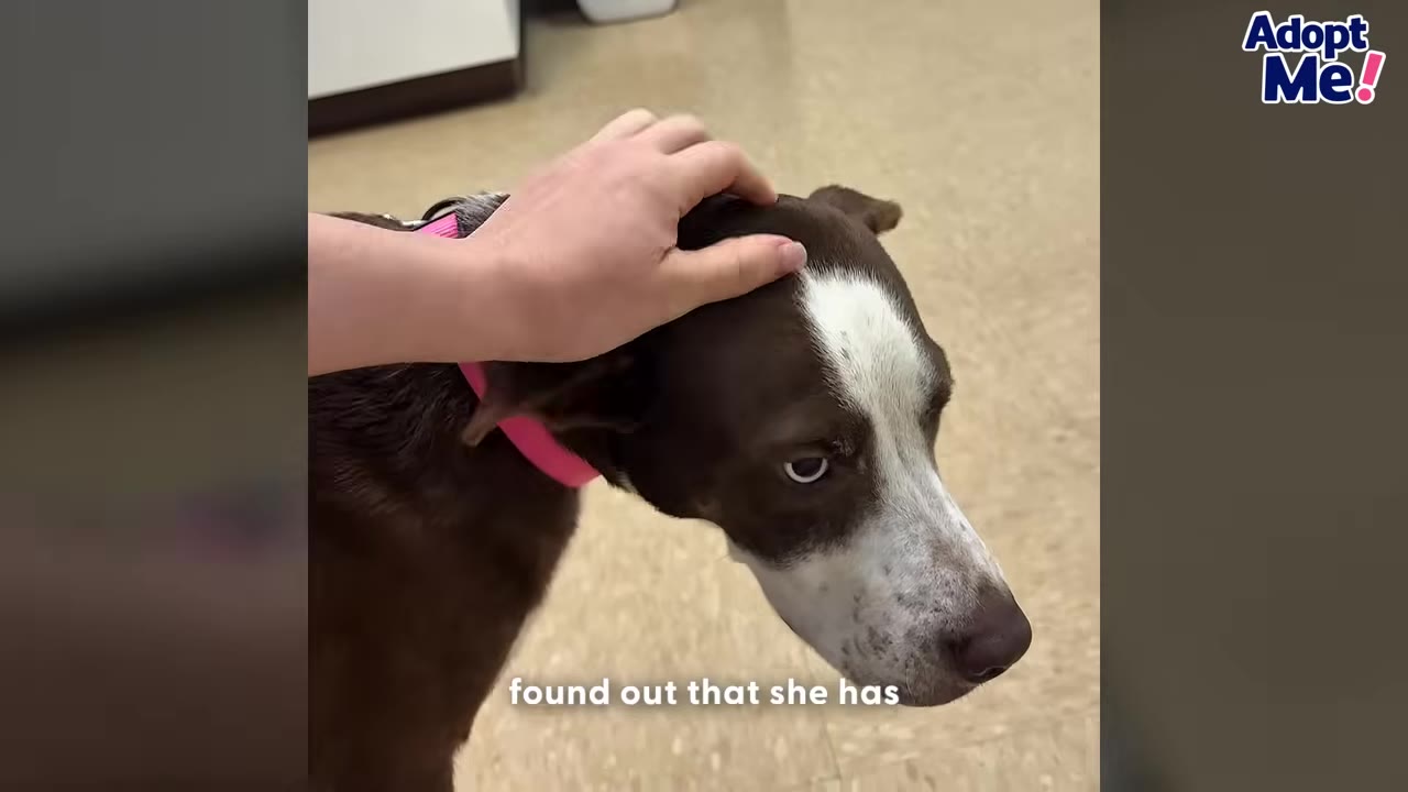 A close-up of a brown and white dog wearing a pink collar being gently petted on the head by a person's hand, with a worried expression in her eyes.