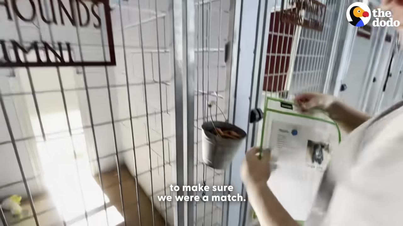 A shelter worker holding a dog's profile sheet in front of metal kennel gates at a rescue facility.