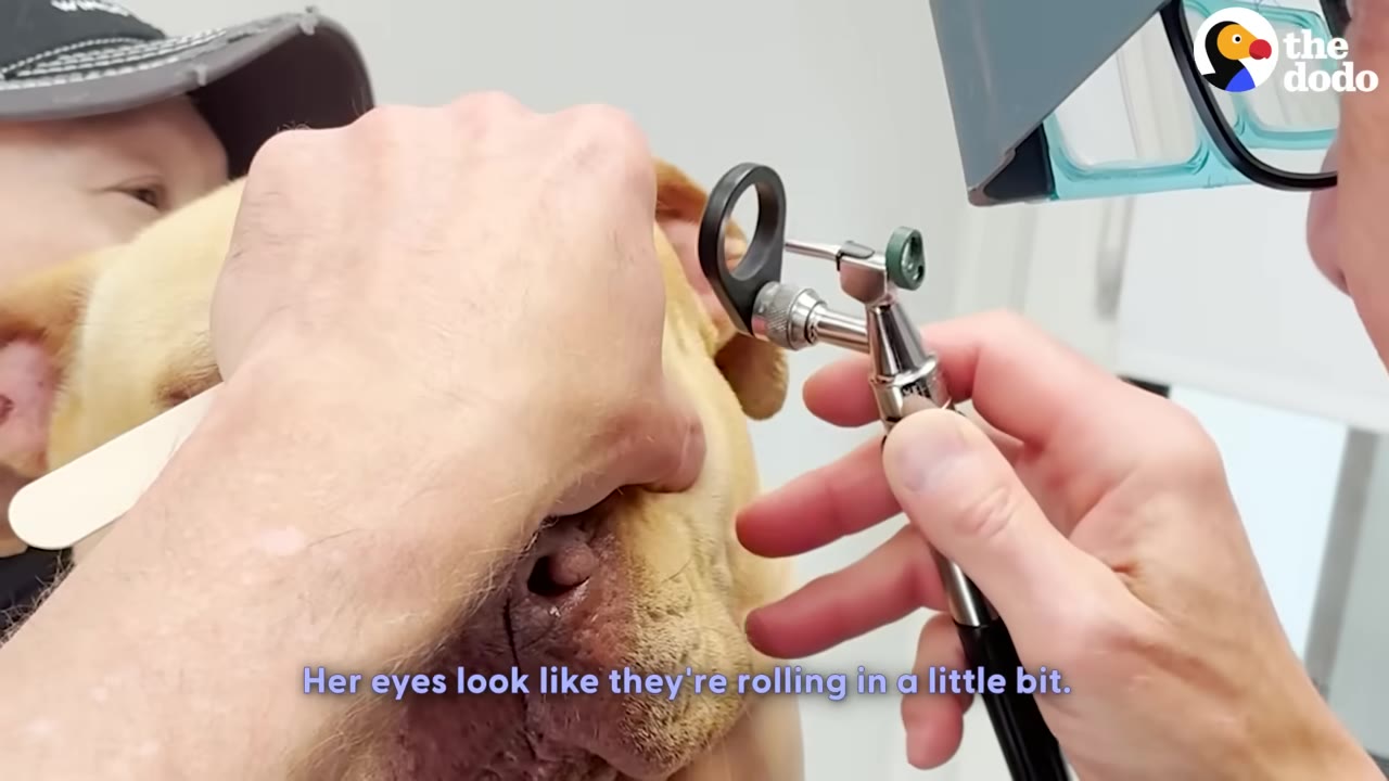A close-up shot of a veterinarian examining a tan dog's eye with a medical instrument.
