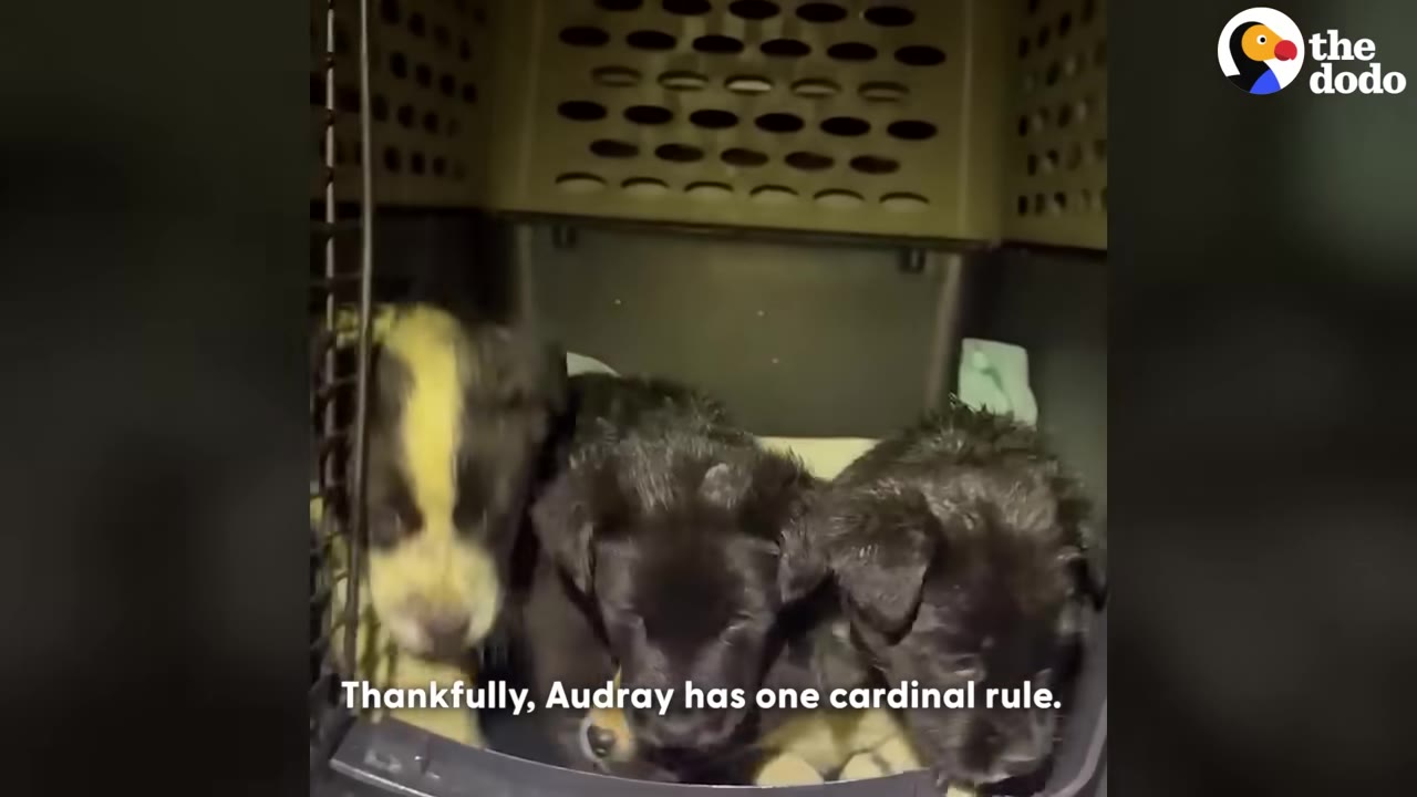 Three small puppies inside a pet carrier crate, with text on screen reading 'Thankfully, Audray has one cardinal rule.'