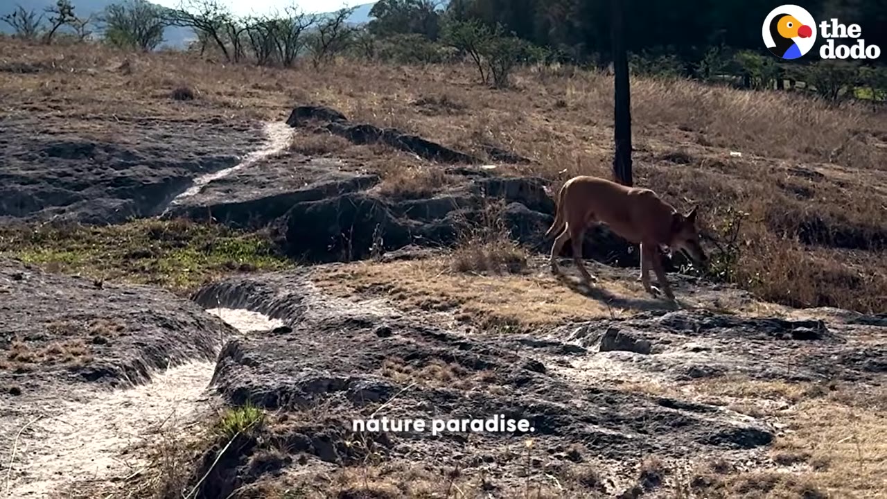 A brown dog walks across a rocky, grassy landscape under a bright sky.