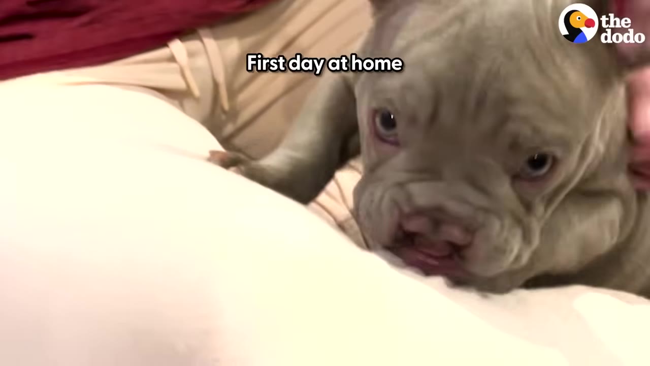 A close-up of a light brown puppy with a cleft palate resting on a person's lap.