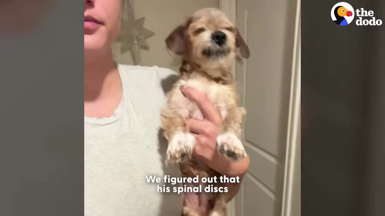 A small, light brown dog is held up by a person, with text on screen reading 'We figured out that his spinal discs'.