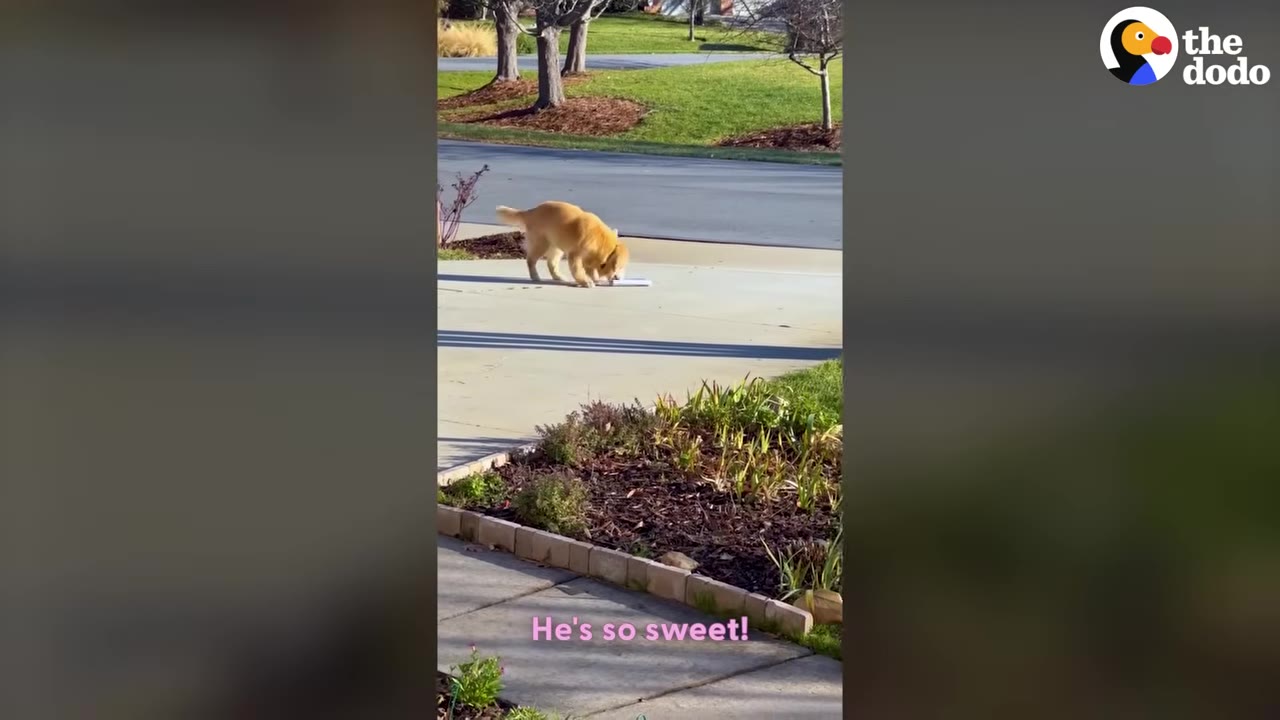 A golden retriever dog stands on a concrete driveway, sniffing a rolled-up newspaper on the ground.