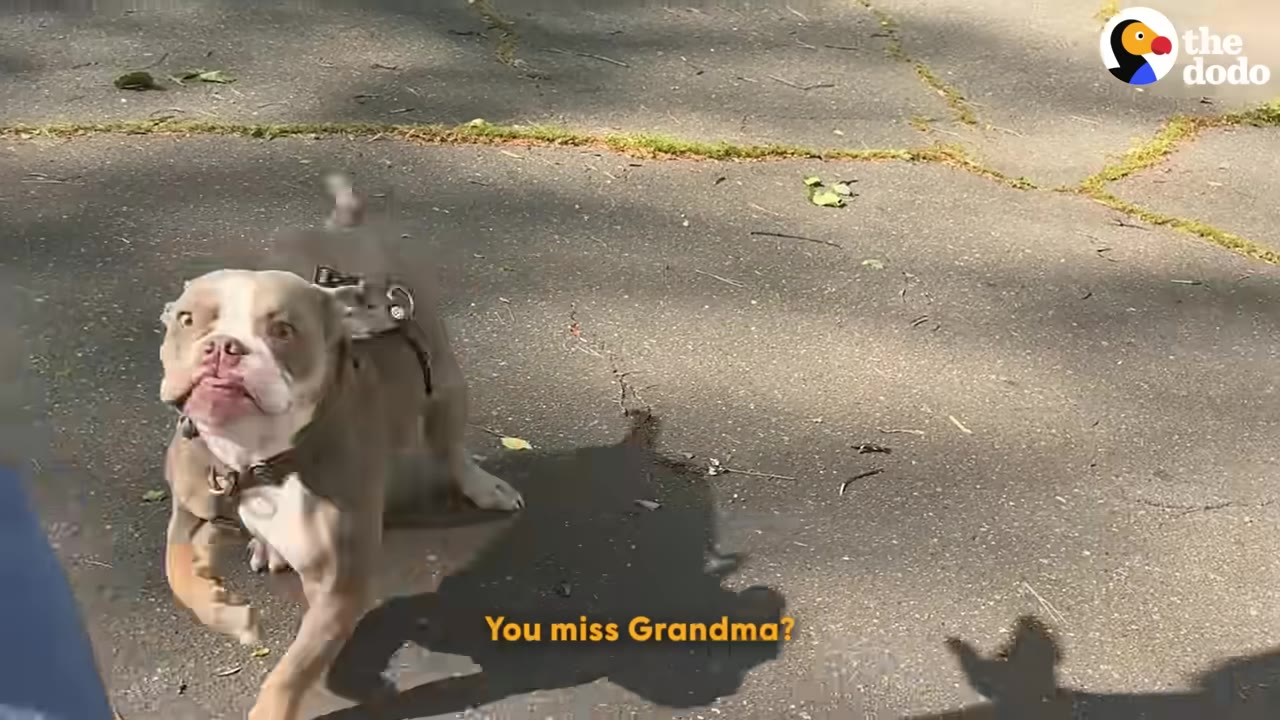 An excited grey and white bulldog-type dog looks up with wide eyes and an open mouth on a paved driveway.