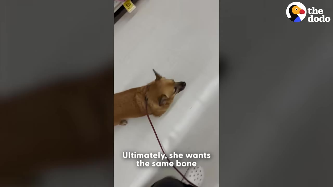A high-angle shot of a small brown dog on a leash walking on a white floor next to store shelves.
