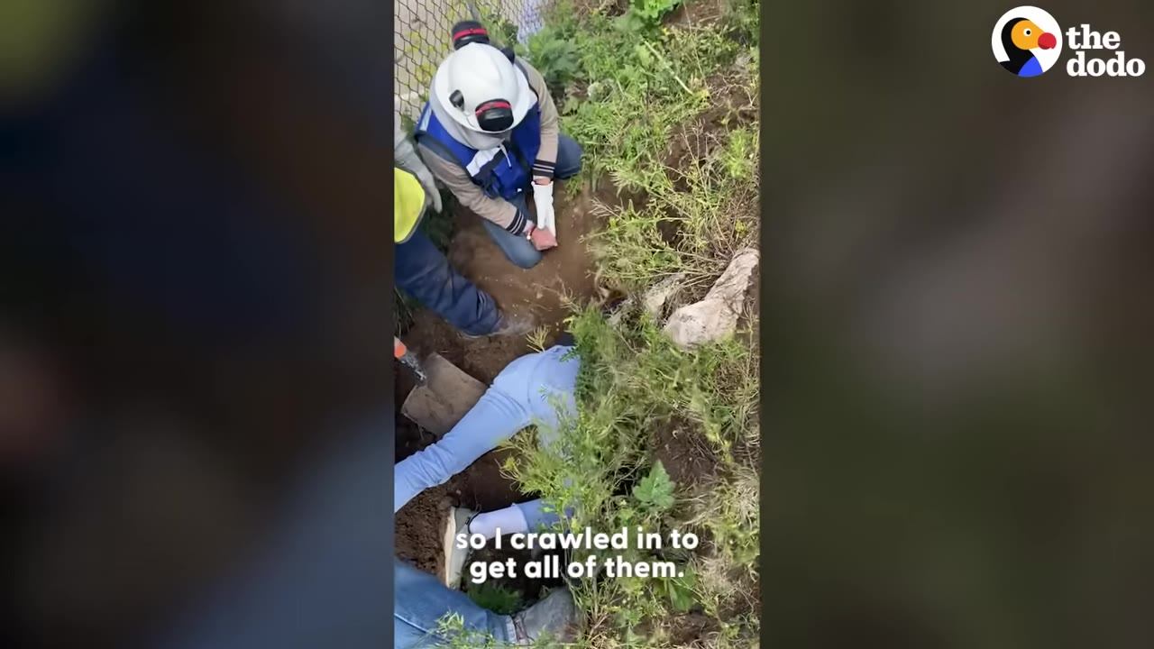 An overhead view of a rescuer in blue jeans crawling headfirst into a narrow dirt hole in the ground, while another rescuer in a hard hat and safety vest watches from above.