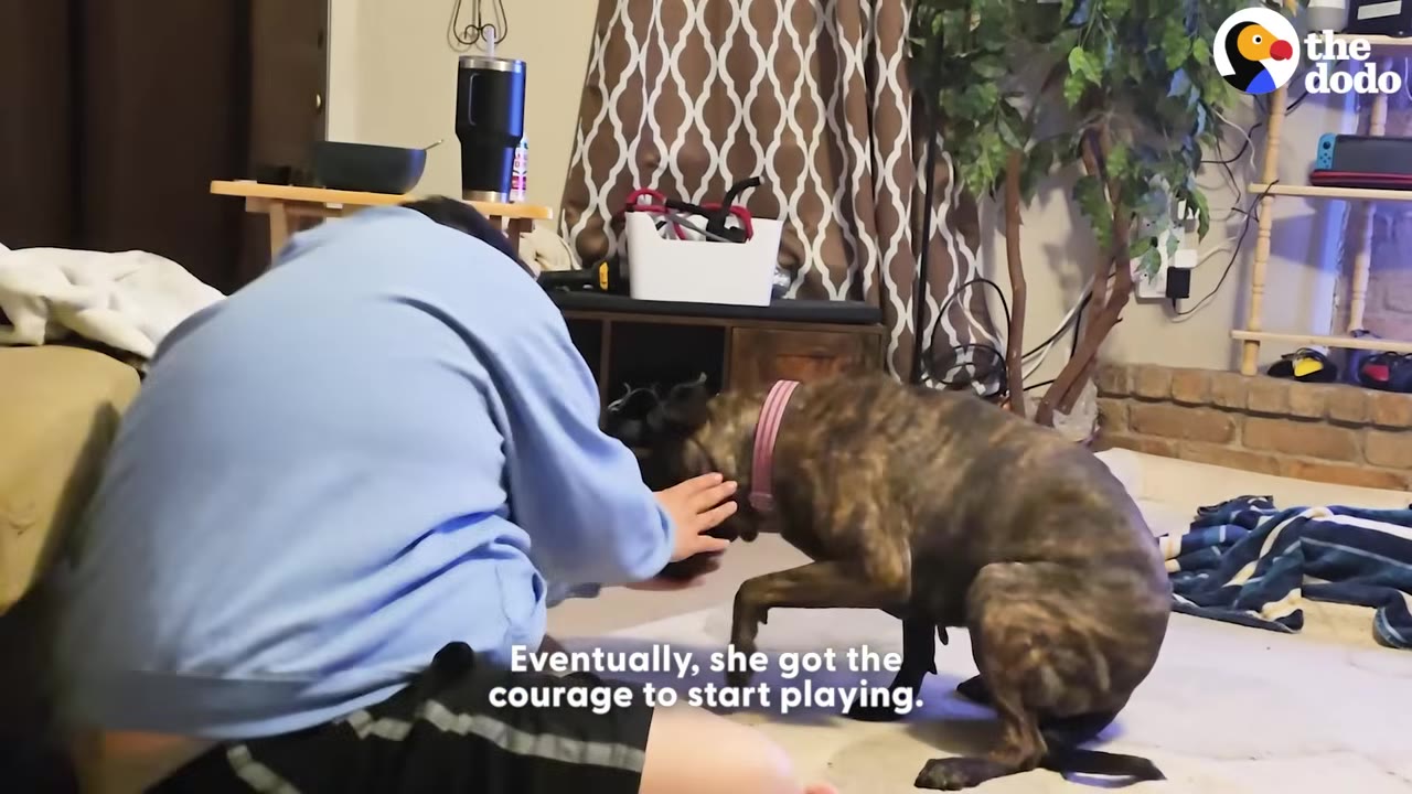 A person in a blue sweatshirt gently reaches out to pet a brindle dog wearing a pink collar on a living room floor.