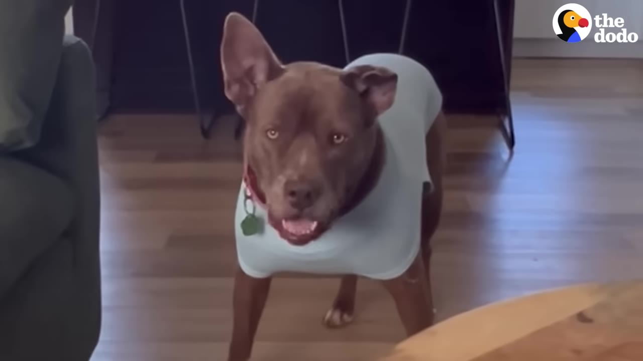A brown dog wearing a light blue shirt stands on a wooden floor, looking directly at the camera with its mouth slightly open.