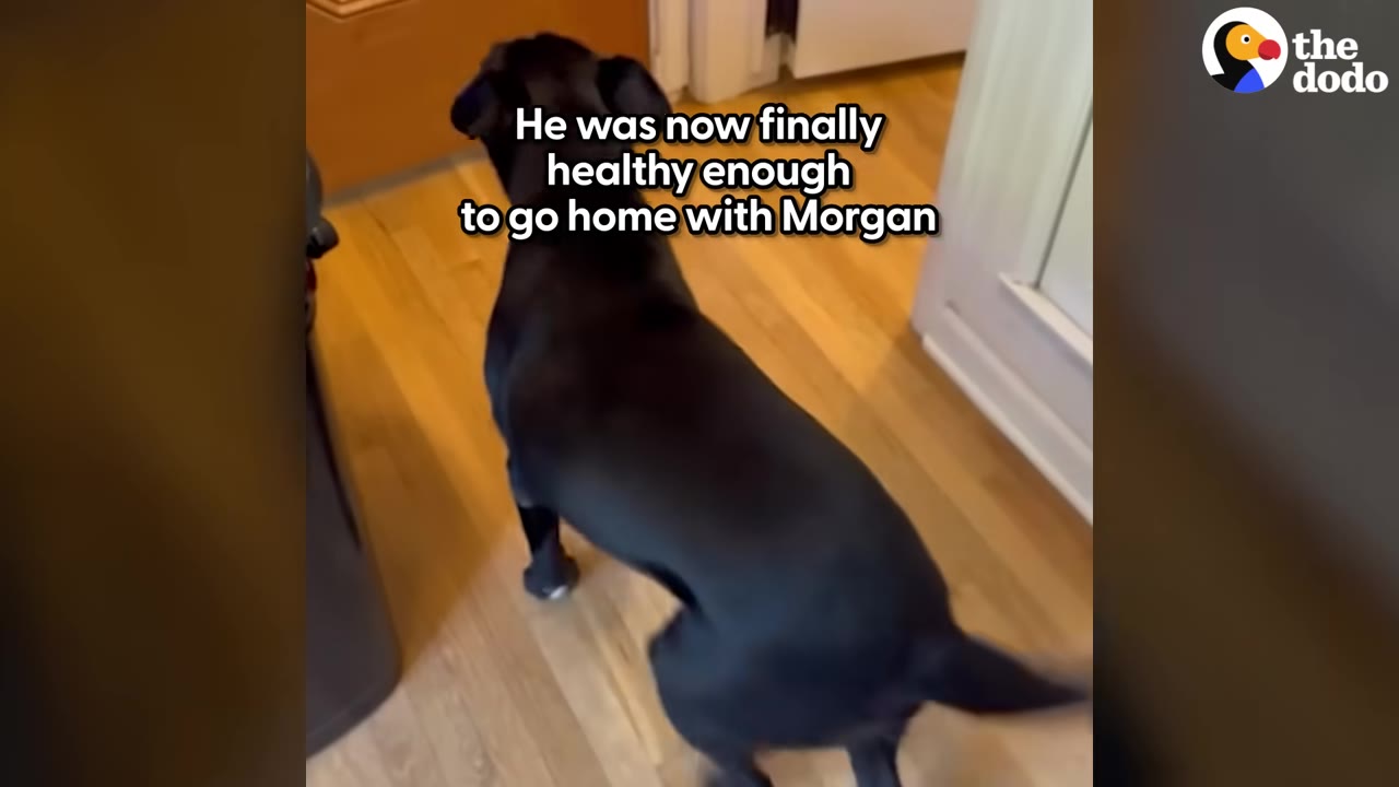A black dog stands on a wooden floor, viewed from behind, with text overlay reading 'He was now finally healthy enough to go home with Morgan'.