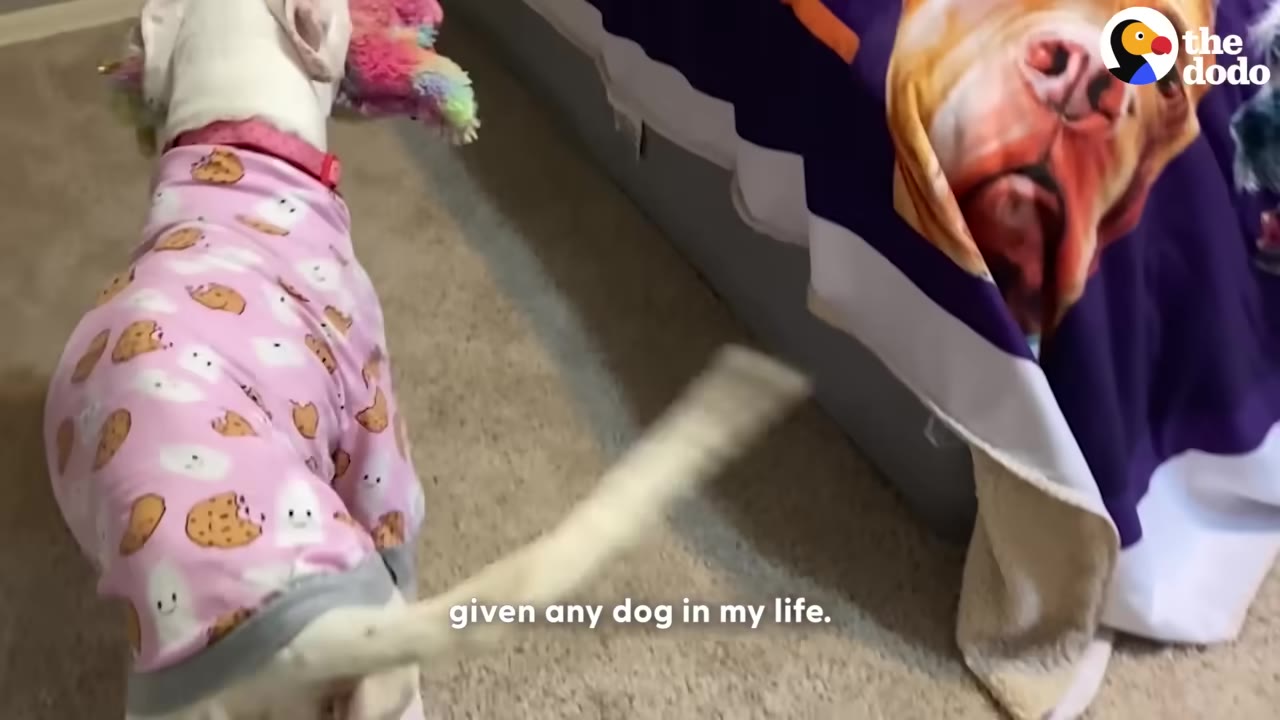 A white dog wearing pink pajamas with a cookie pattern holds a colorful plush toy in her mouth while wagging her tail.