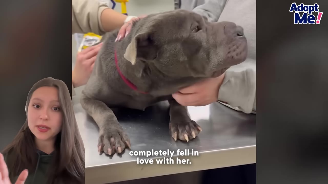 A grey dog sits on a metal veterinary examination table while being gently petted by clinic staff.