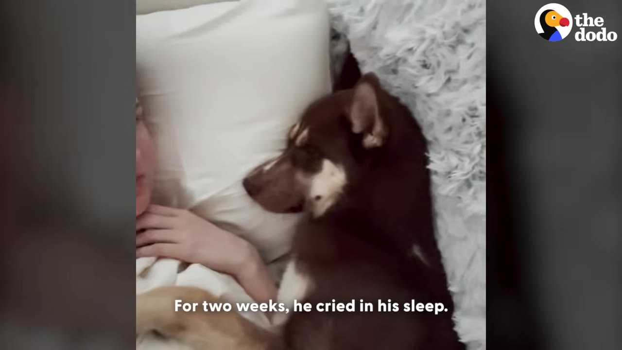 A brown and white dog lies on a white pillow next to a person, with text overlay reading 'For two weeks, he cried in his sleep.'
